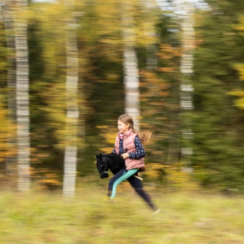 Czarny konik hobby horse duży A3 kantar kary HH Czarny konik hobby horse duży A3 kantar kary HH
