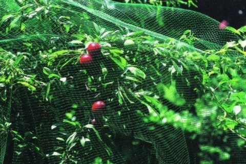 Siatka Ochrona na Ptaki 8m x 14m + 16 Szpilek Montażowych Siatka Ochrona na Ptaki 8m x 14m + 16 Szpilek Montażowych