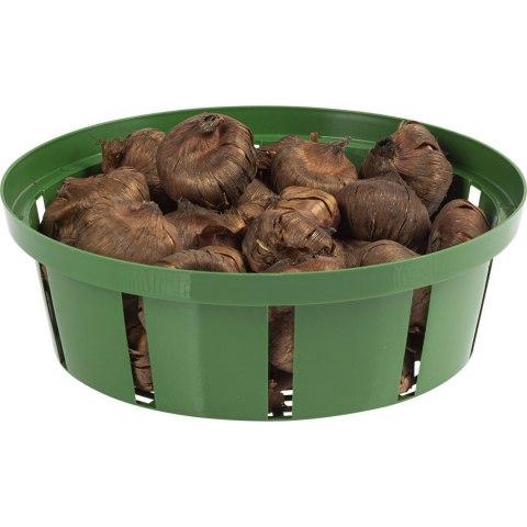 Koszyczek na Cebule Kwiatowe 18 cm Koszyczek na Cebule Kwiatowe 18 cm