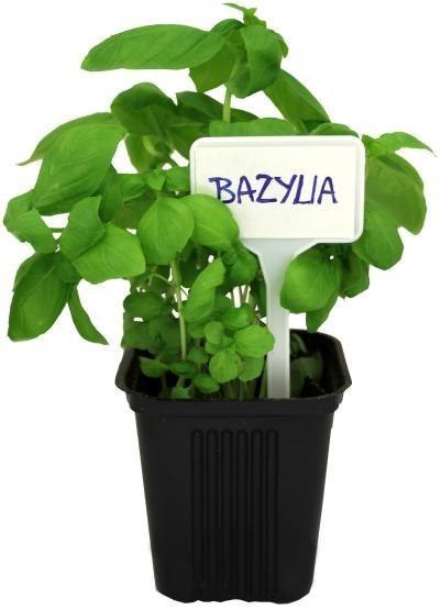 Tabliczka do Opisywania Roślin 25 sztuk - 13,5x5,5cm + Ołówek Tabliczka do Opisywania Roślin 25 sztuk - 13,5x5,5cm + Ołówek
